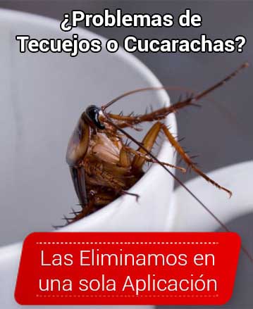Fumigaciones de Cucarachas